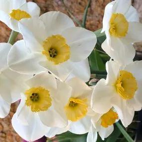 Loth Lorien Daffodil (Narcissus Loth Lorien) Img 4